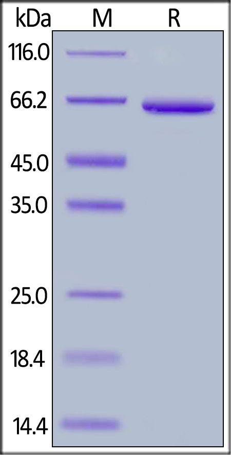 Biotinylated Human FGL1, Fc,Avitag on SDS-PAGE under reducing (R) condition. The gel was stained overnight with Coomassie Blue. The purity of the protein is greater than 95%.